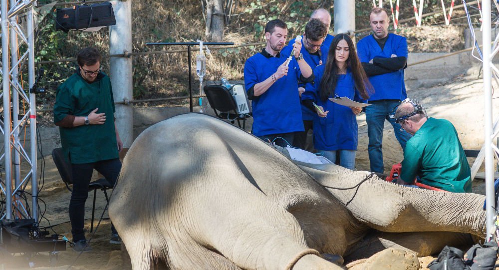 فيل حديقة حيوانات تبليسي الشهير " جراندي" بطل فيلم وثائقي