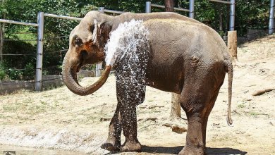 جراندي .. فيل حديقة حيوان تبليسي الشاب الشهير ، بعد التعافي من أصعب جراحتين على الأطلاق