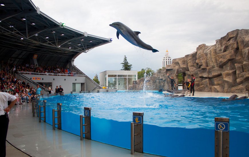 أفضل الأماكن في باتومي جورجيا - عرض الدلافين في باتومي dolphinarium 
