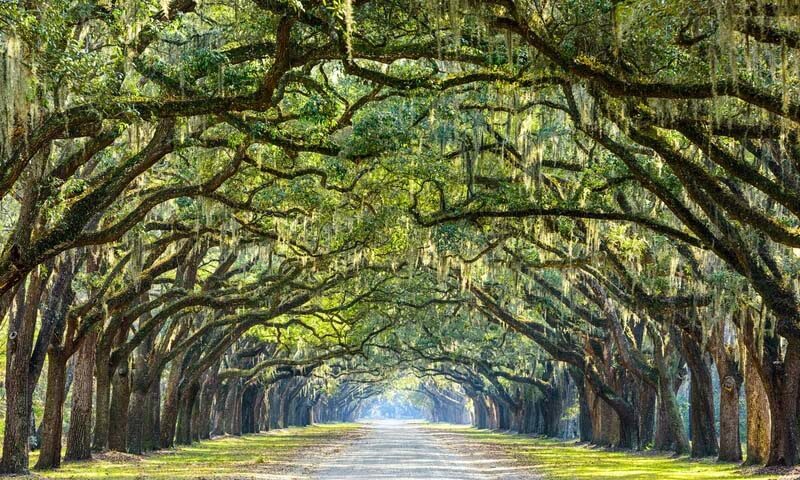 طريق أشجار البلوط في ولاية جورجيا الأمريكية