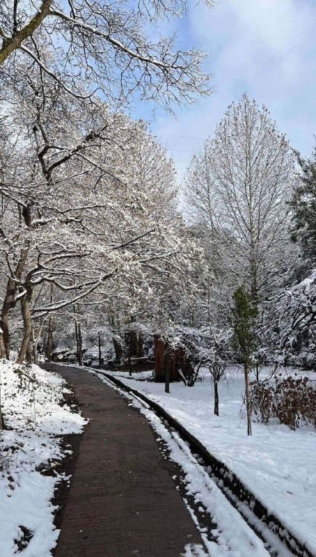 بالصور: الثلوج تغطي تبليسي 4