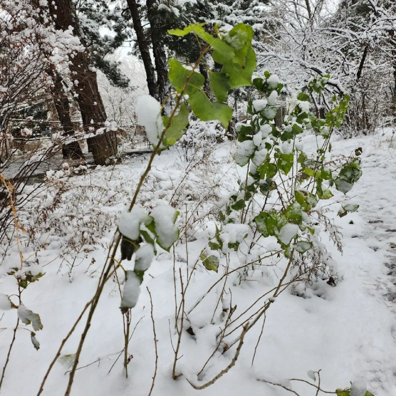 بالصور: الثلوج تغطي تبليسي 12