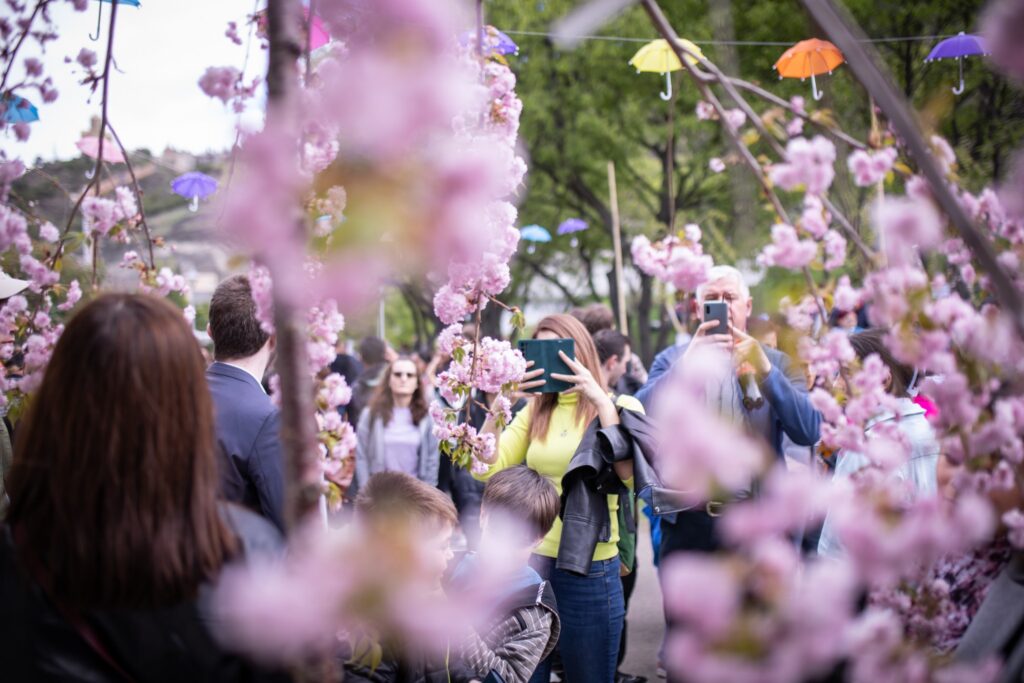 <strong>الحدائق اليابانية في جورجيا.. حديقة النباتات الوطنية  تستضيف مهرجان "أزهار ساكورا"</strong> 12