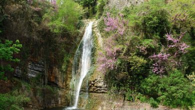 تبليسي تستضيف معرض الزهور السنوي في الفترة من 1 إلى 2 نوفمبر