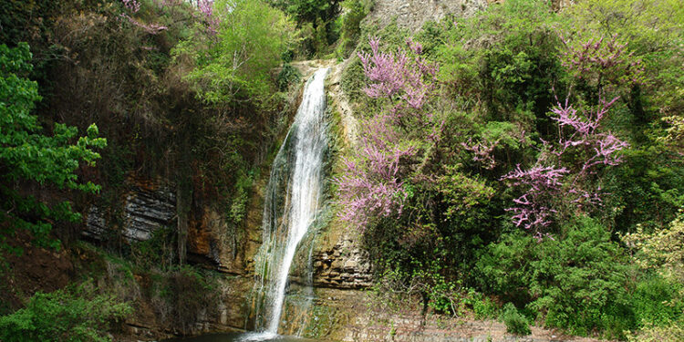 تبليسي تستضيف معرض الزهور السنوي في الفترة من 1 إلى 2 نوفمبر