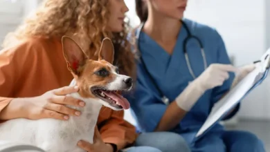 جورجيا تطلق نظام تسجيل الحيوانات الأليفة على مستوى البلاد